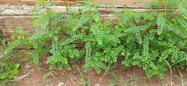 Identificação da planta Quebra pedra por foto