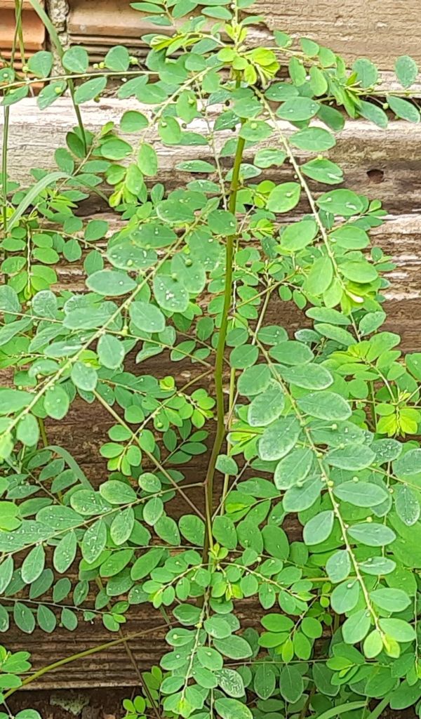 Identificação da planta Quebra pedra por foto