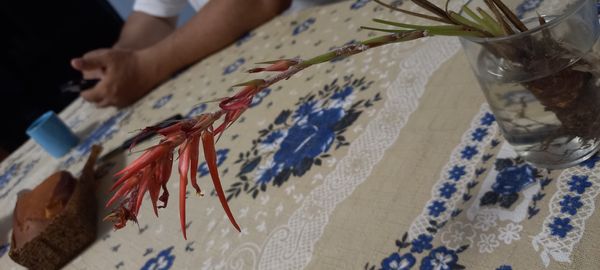 Identificação da planta Gravatá vermelho por foto