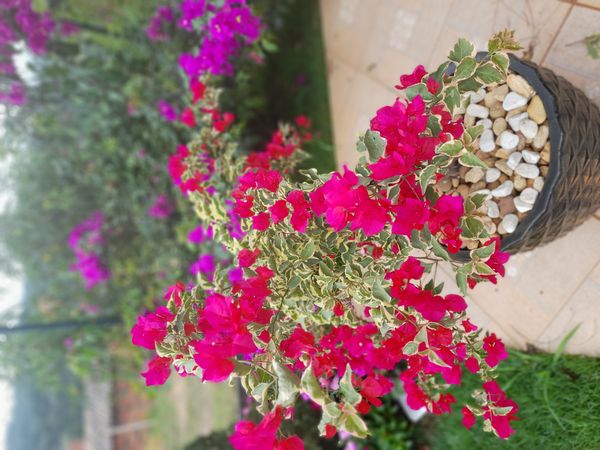 Identificação da planta Primavera por foto