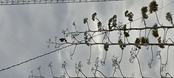 Identificação da planta Agave-brava por foto