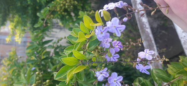 Identificação da planta Pingo-de-ouro por foto