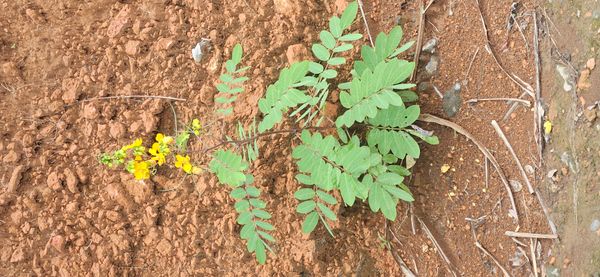 Identificação da planta Fedegoso por foto
