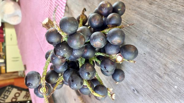 Identificação da planta Açaí por foto