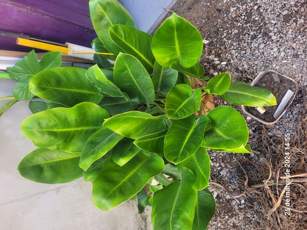 Identificação da planta Imbé-ranauê por foto