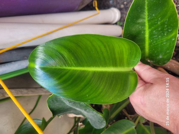 Identificação da planta Pacová por foto