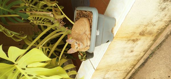 Identificação da planta Jauari por foto