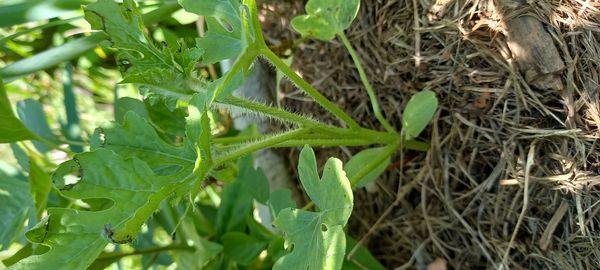 Identificação da planta Melancia por foto