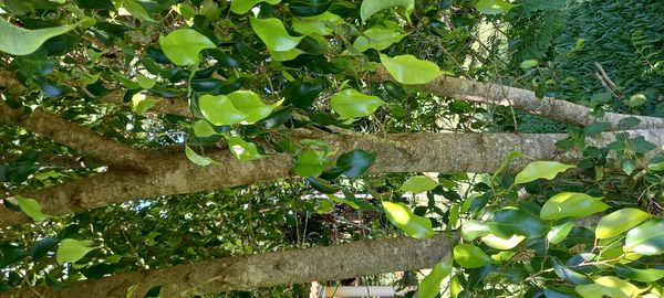 Identificação da planta Figueira-benjamim por foto
