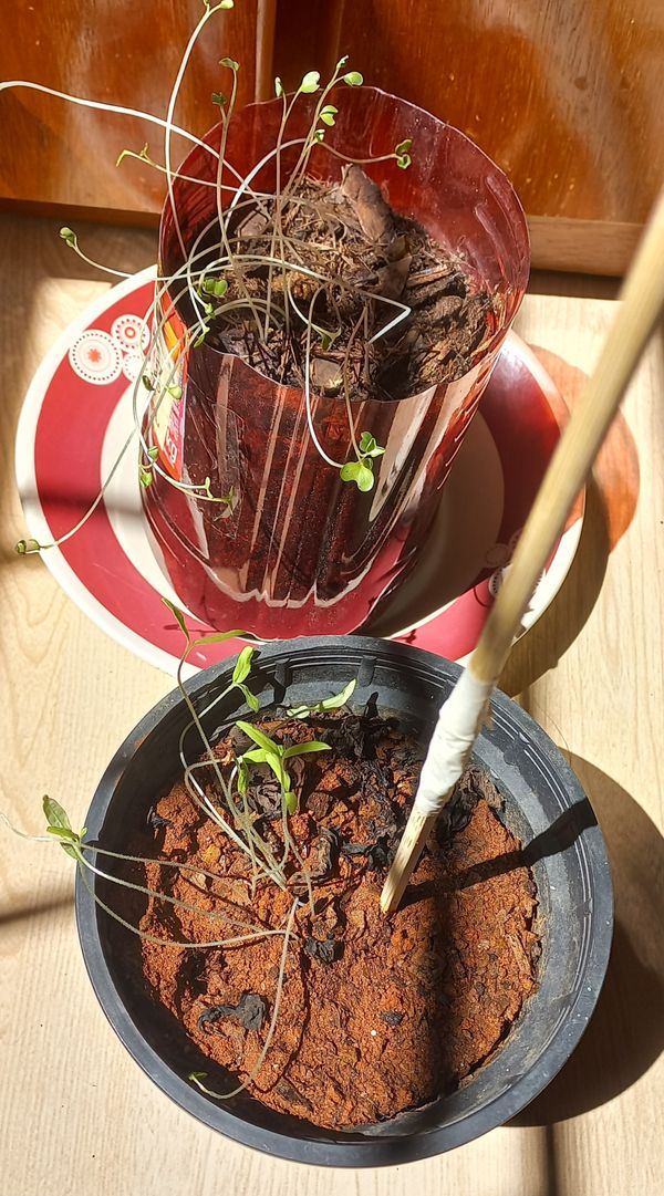 Identificação da planta Agrião por foto