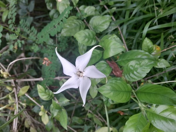 Identificação da planta Chapéu-de-sol por foto