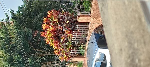 Identificação da planta Cróton por foto