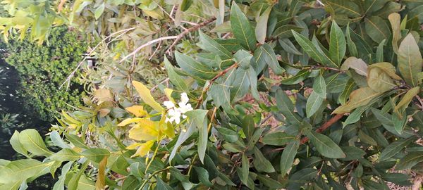 Identificação da planta Guavira por foto