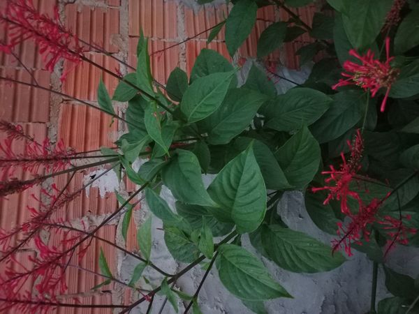 Identificação da planta Tocha-chinesa por foto