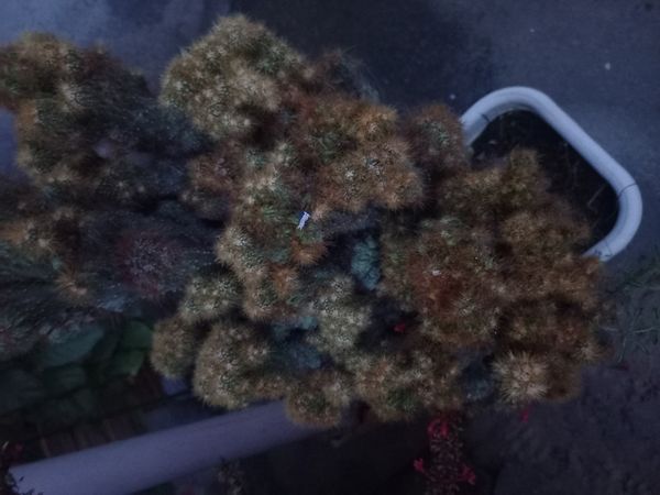 Identificação da planta Mandacaru por foto
