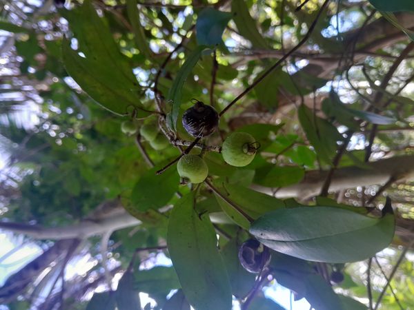 Identificação da planta Pedra-ume-caá por foto