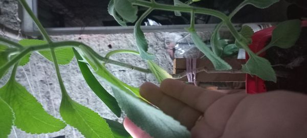 Identificação da planta Boldo por foto