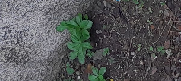 Identificação da planta Maria-gorda por foto
