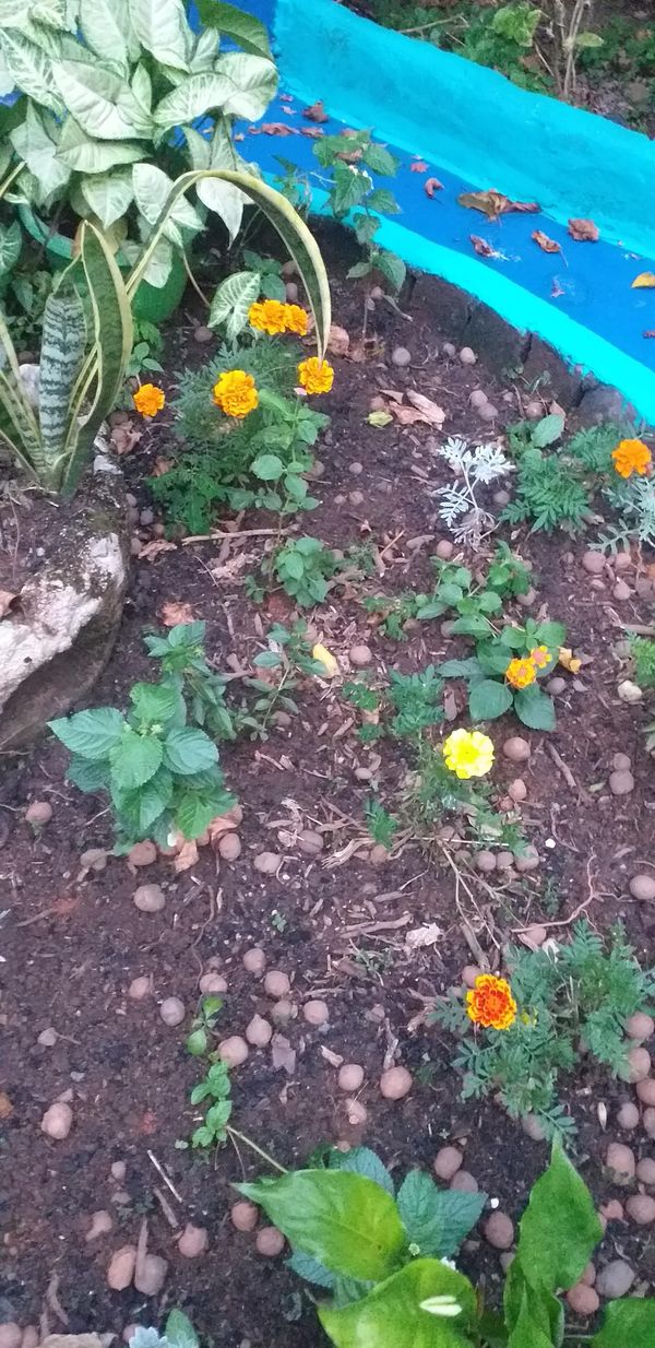 Identificação da planta Lírio Borboleta por foto