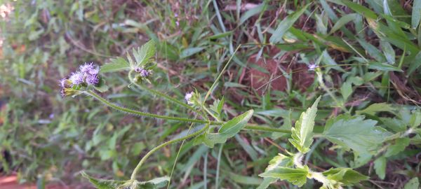 Identificação da planta Mentrasto por foto