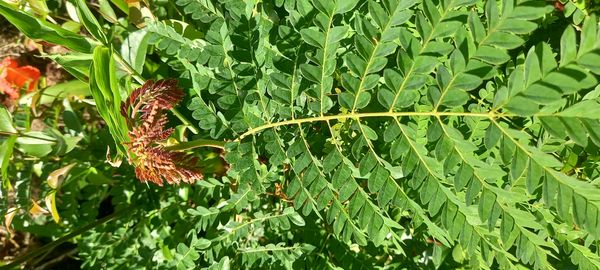 Identificação da planta Canafístula por foto