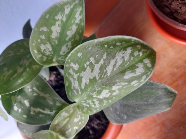 Identificação da planta Jiboia por foto