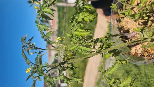 Identificação da planta Tomate cereja por foto