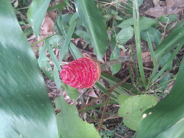 Identificação da planta Gengibre-amargo por foto