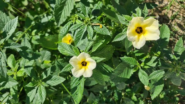 Identificação da planta Chanana por foto