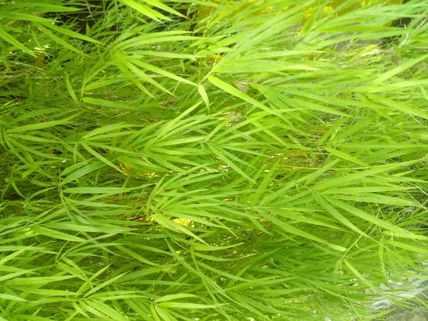 Identificação da planta Bambu por foto