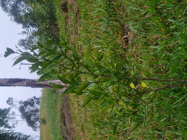 Identificação da planta Mexerica por foto