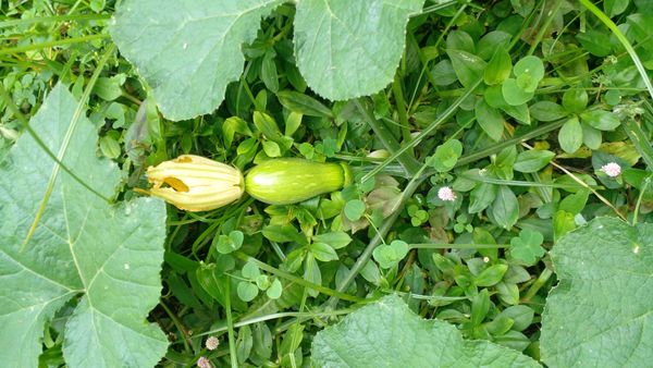 Identificação da planta Chila por foto