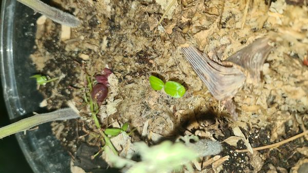 Identificação da planta Gabiroba por foto