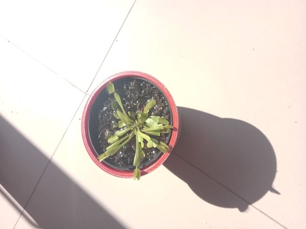 Identificação da planta Vênus-papa-moscas por foto