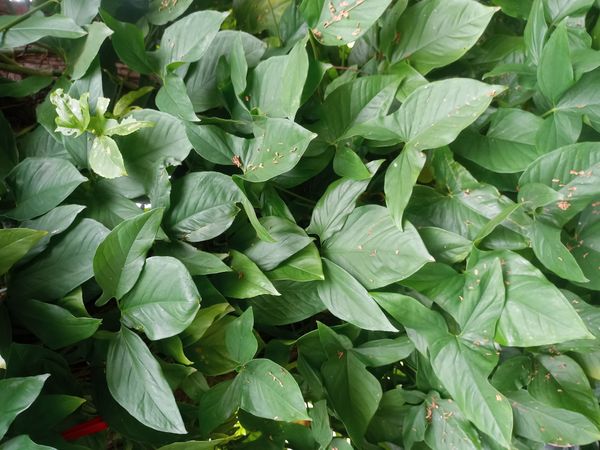 Identificação da planta Folhagem-de-sino por foto