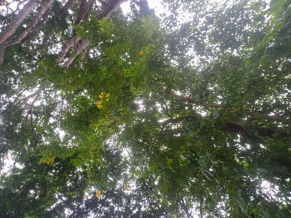Identificação da planta Canafístula por foto