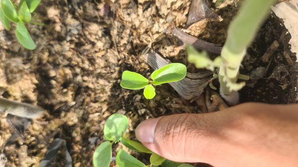 Identificação da planta Papo-de-peru por foto