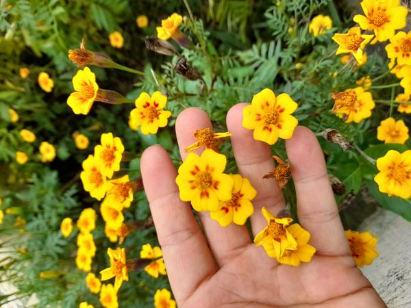 Identificação da planta Cravo-de-defunto por foto
