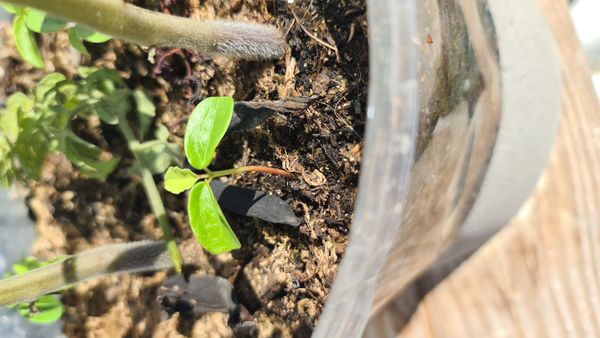 Identificação da planta Akebia por foto