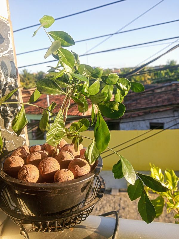 Identificação da planta Murta-de-cheiro por foto