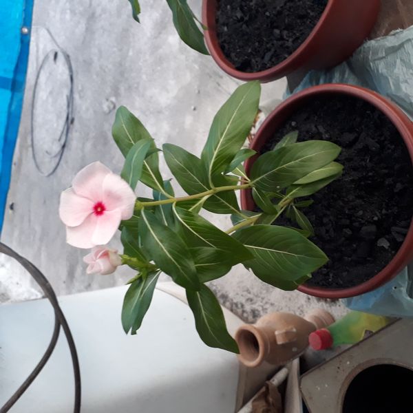 Identificação da planta Vinca por foto