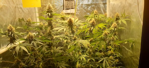 Identificação da planta Maconha por foto