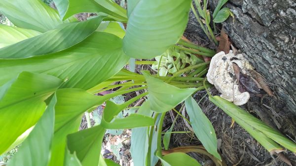 Identificação da planta Cúrcuma por foto