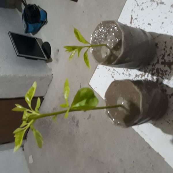 Identificação da planta Abacate por foto