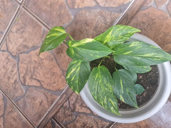 Identificação da planta Costela-de-adão por foto