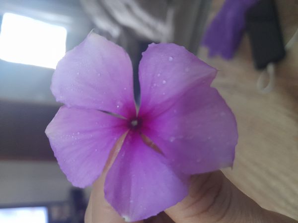 Identificação da planta Vinca por foto