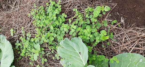 Identificação da planta Cipó-de-fogo por foto