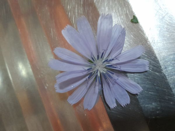 Identificação da planta Escarola por foto