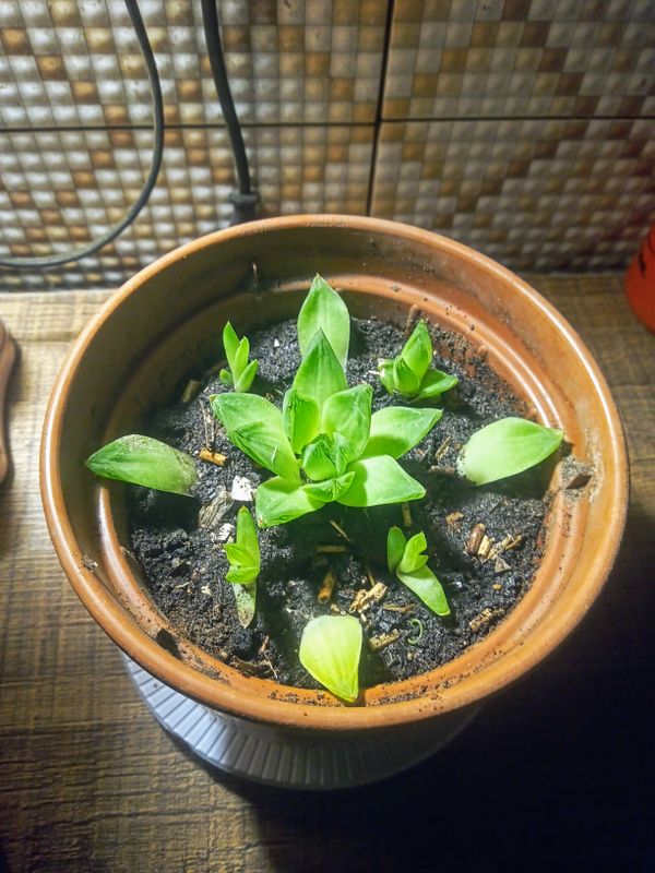 Identificação da planta Cacto estrela por foto