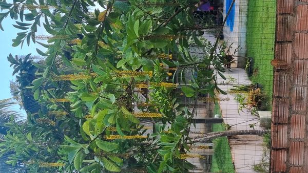 Identificação da planta Lofantera por foto
